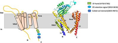 Role of PKD2 in the endoplasmic reticulum calcium homeostasis